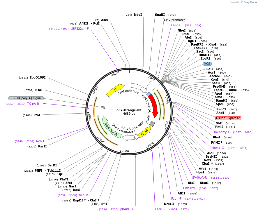 21719-plasmid-map-sequence-id-9971