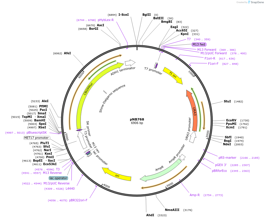 60139-plasmid-map-sequence-id-99750