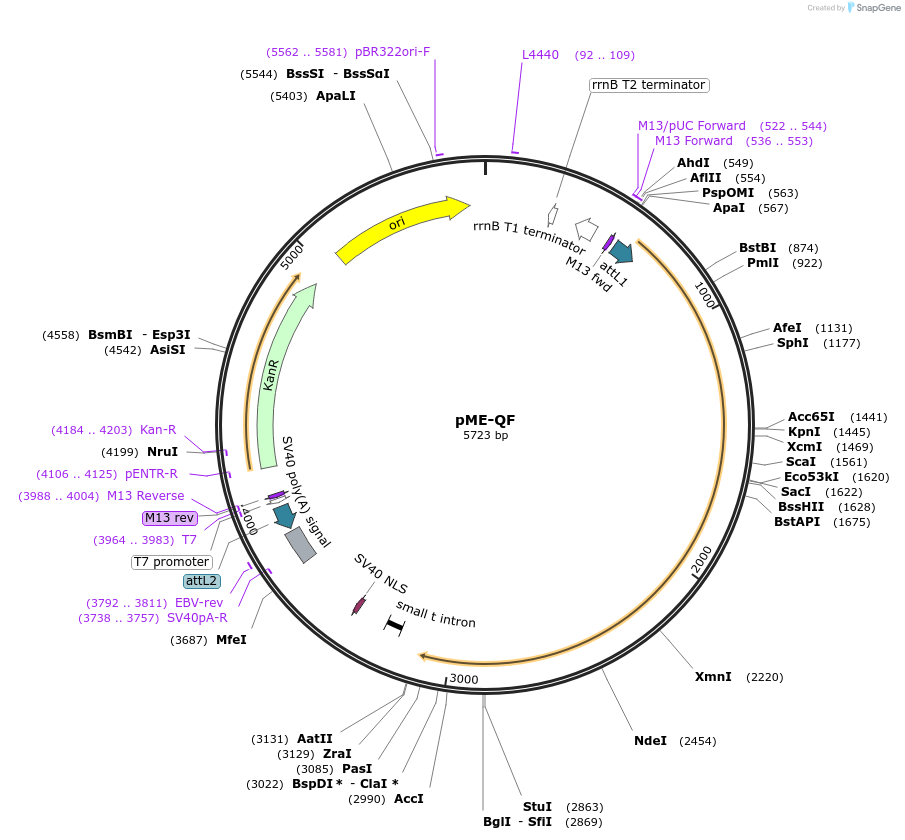 61375-plasmid-map-sequence-id-99768