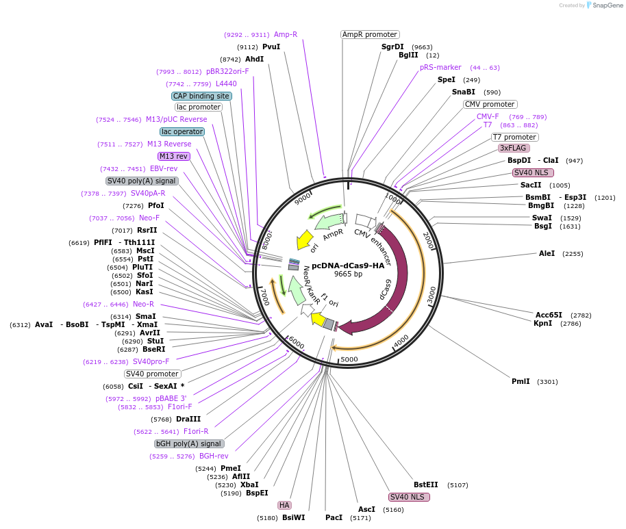 61355-plasmid-map-sequence-id-99781