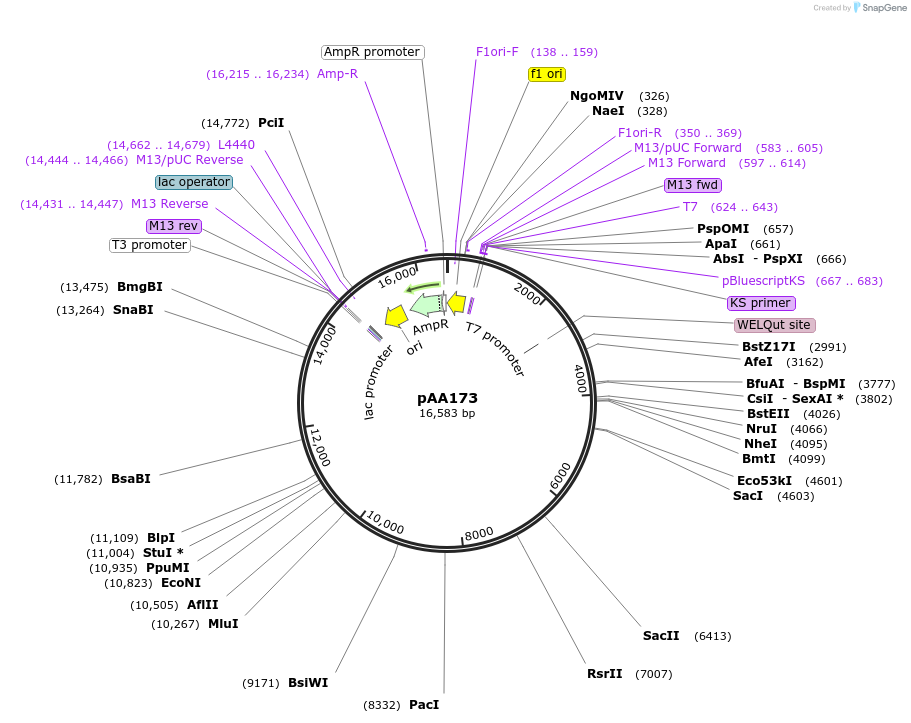 21743-plasmid-map-sequence-id-9979