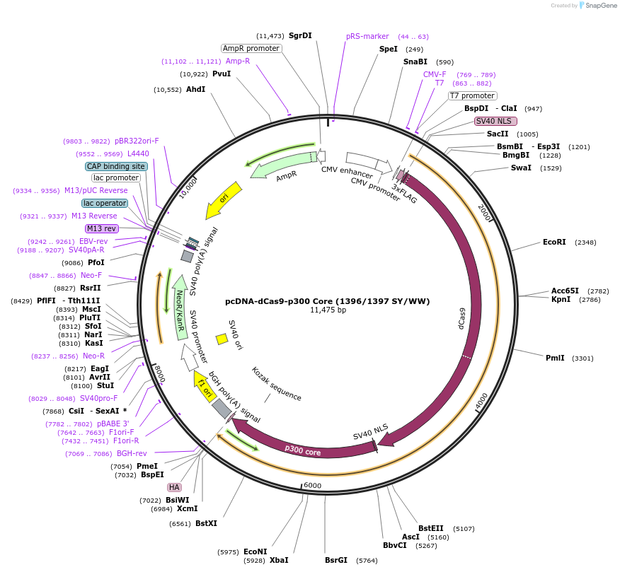 61363-plasmid-map-sequence-id-99798