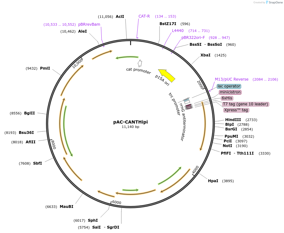 53301-plasmid-map-sequence-id-99820