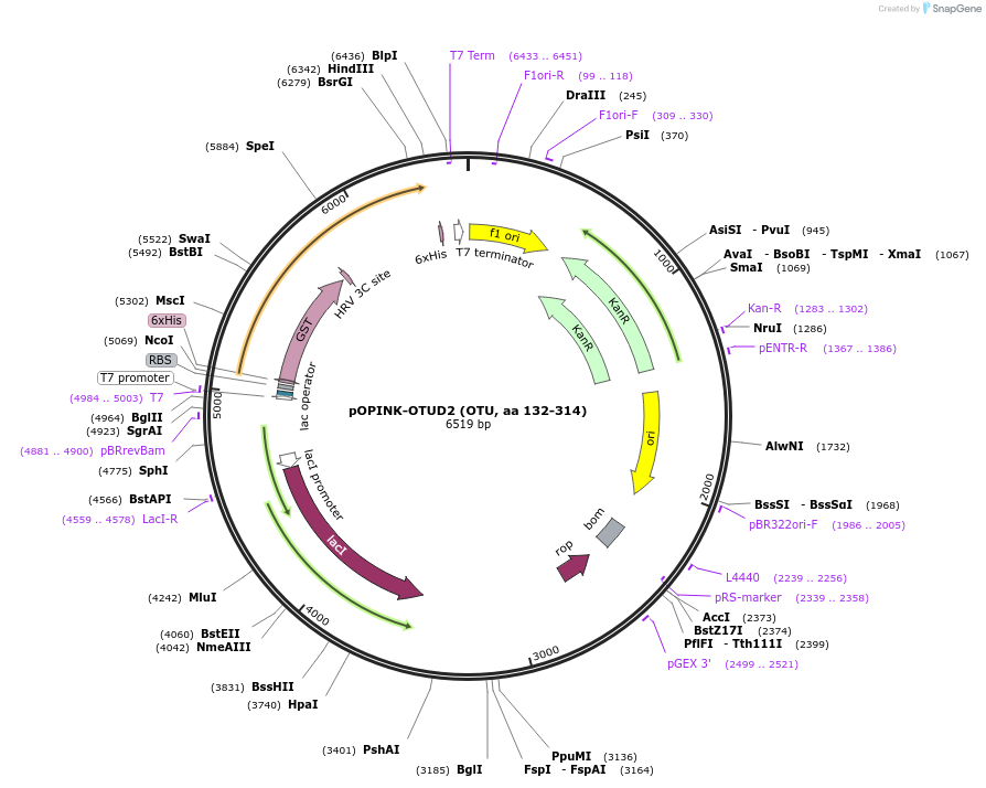 61410-plasmid-map-sequence-id-99855