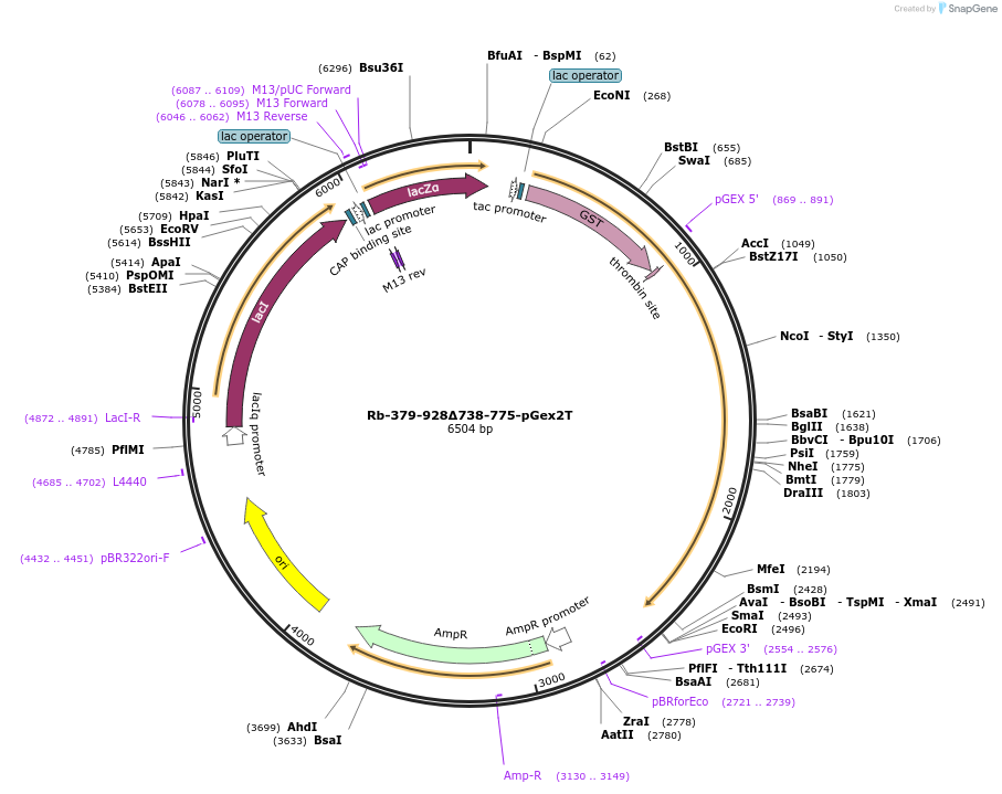 21783-plasmid-map-sequence-id-9988