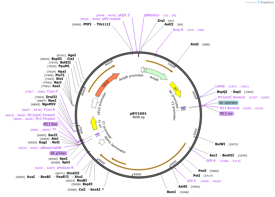 21787-plasmid-map-sequence-id-9991