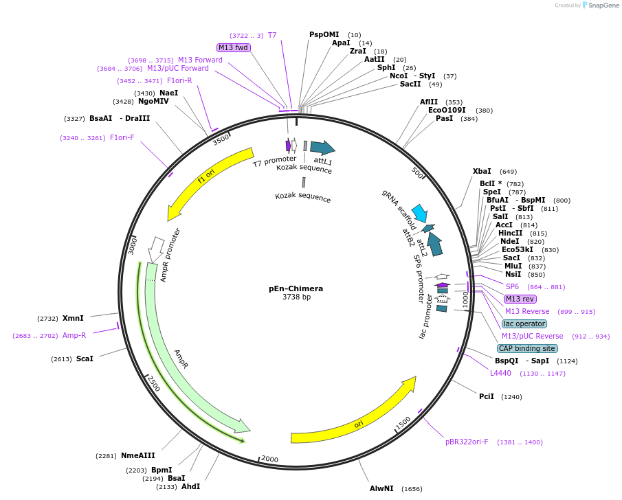 61432-plasmid-map-sequence-id-99924