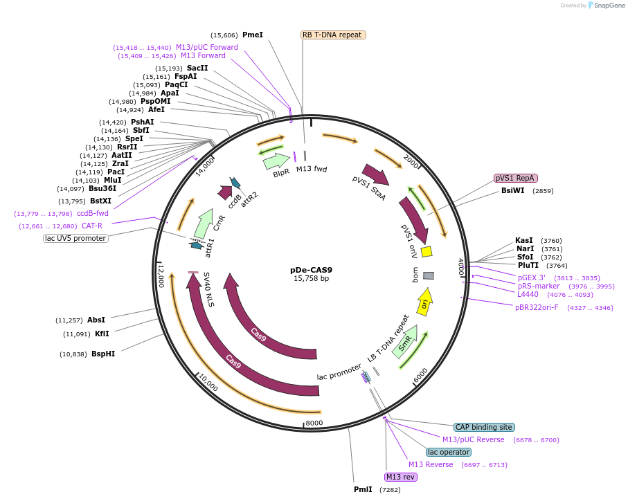 61433-plasmid-map-sequence-id-99925