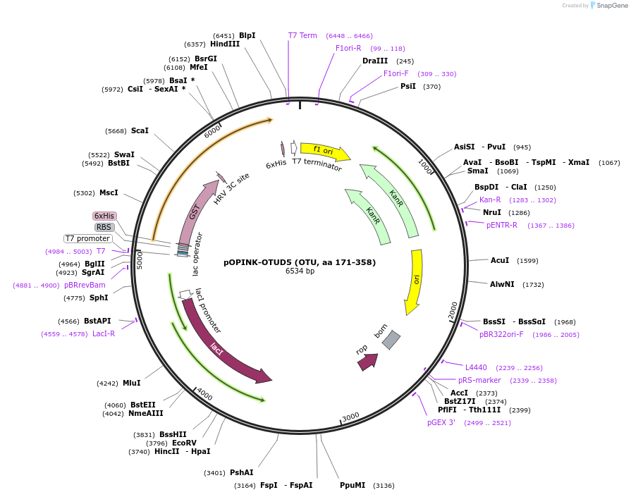 61415-plasmid-map-sequence-id-99926