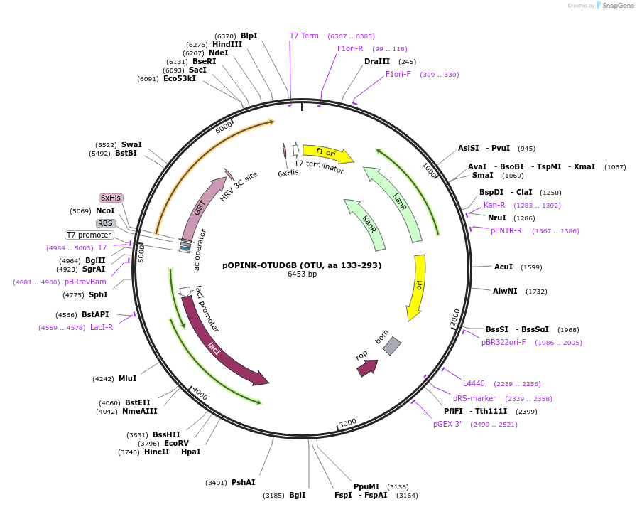 61419-plasmid-map-sequence-id-99933