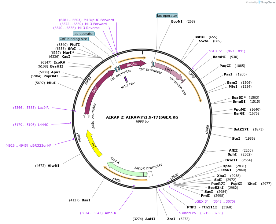 21792-plasmid-map-sequence-id-9995