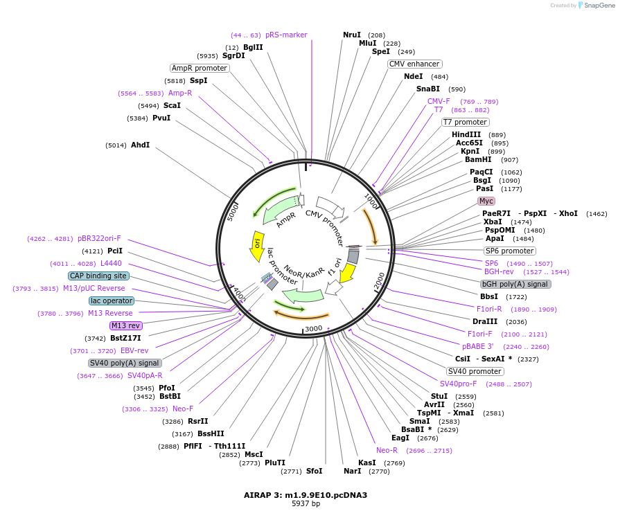 21793-plasmid-map-sequence-id-9996