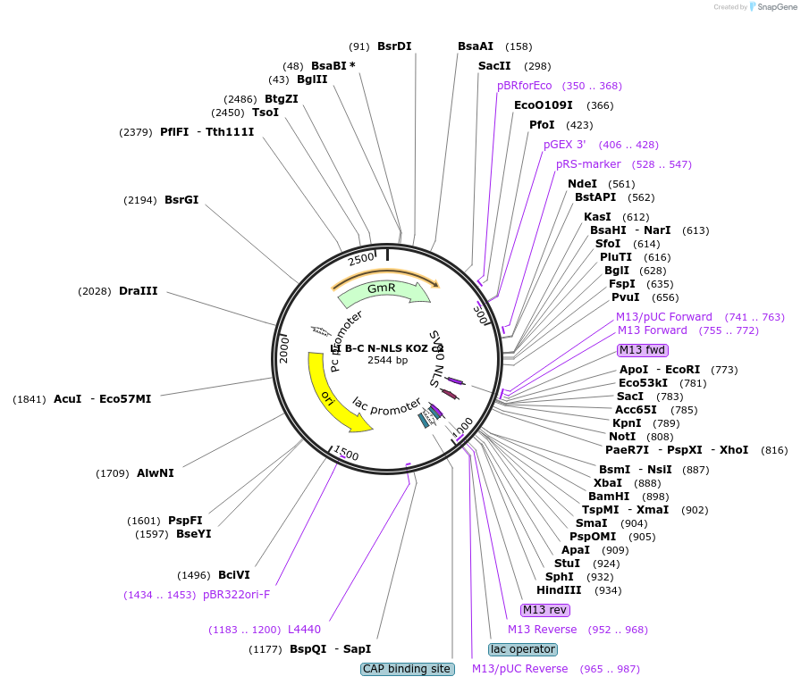 54443-plasmid-map-sequence-id-99963