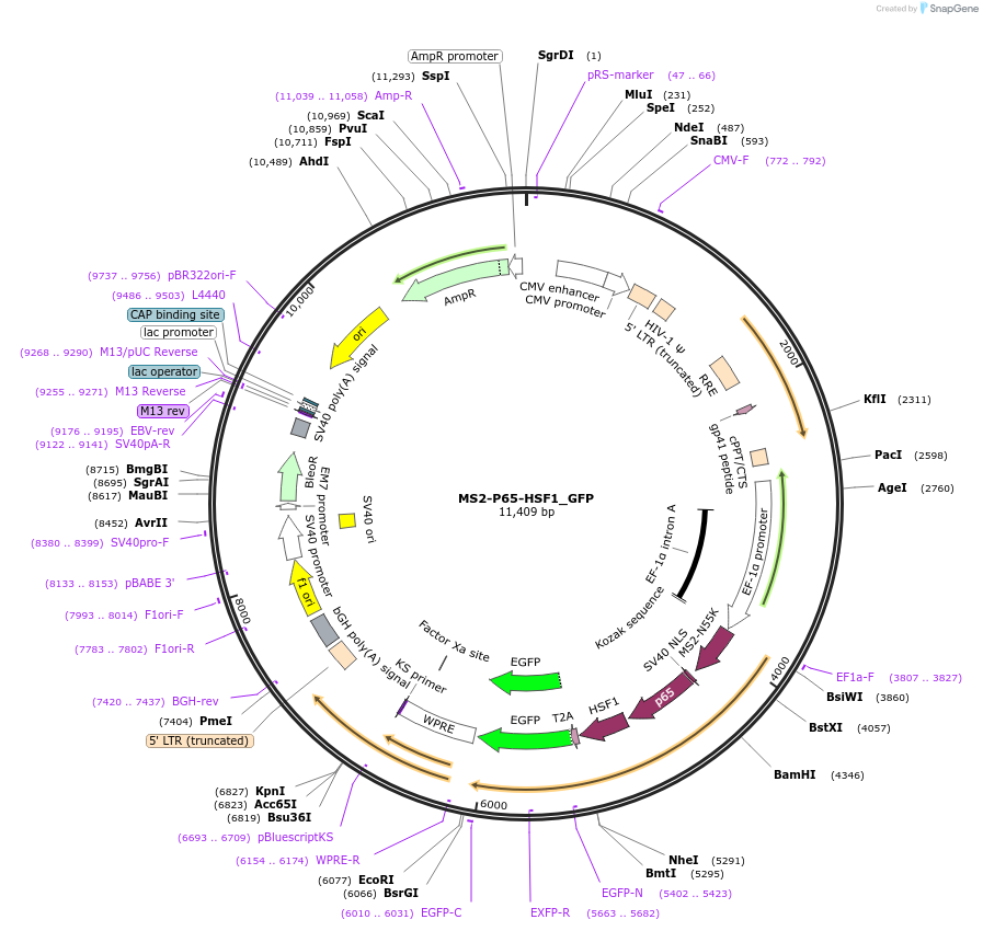 61423-plasmid-map-sequence-id-99988