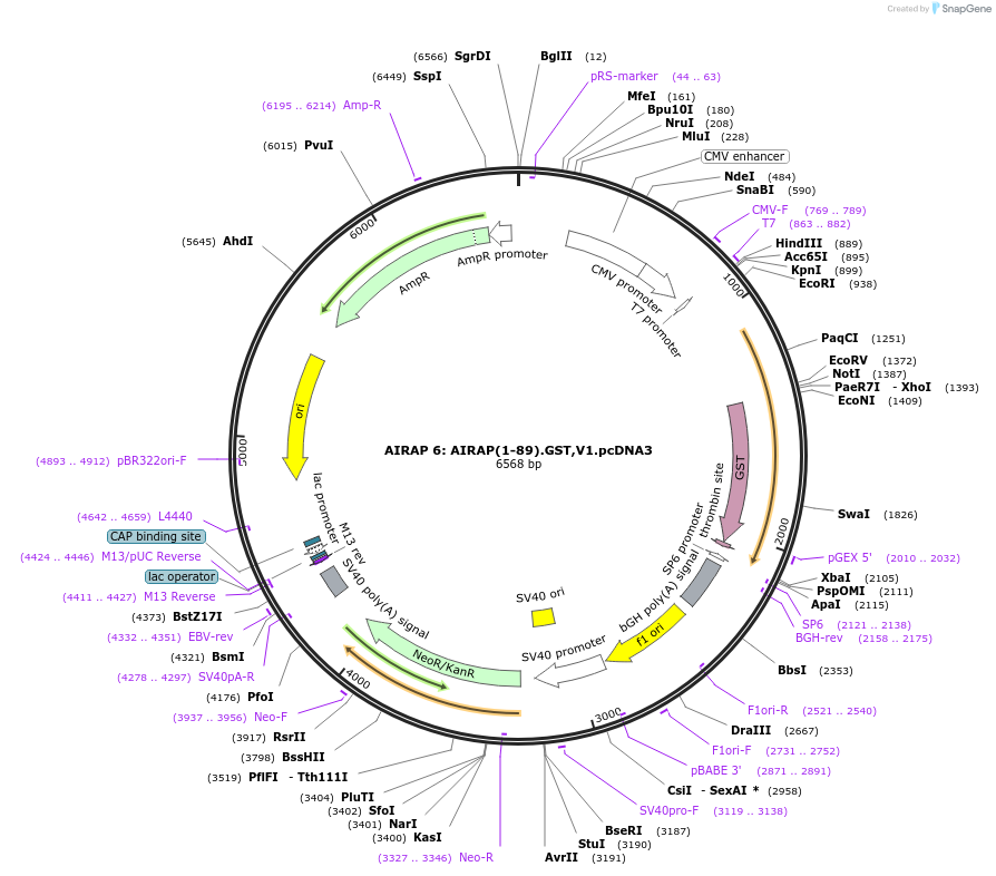21796-plasmid-map-sequence-id-9999